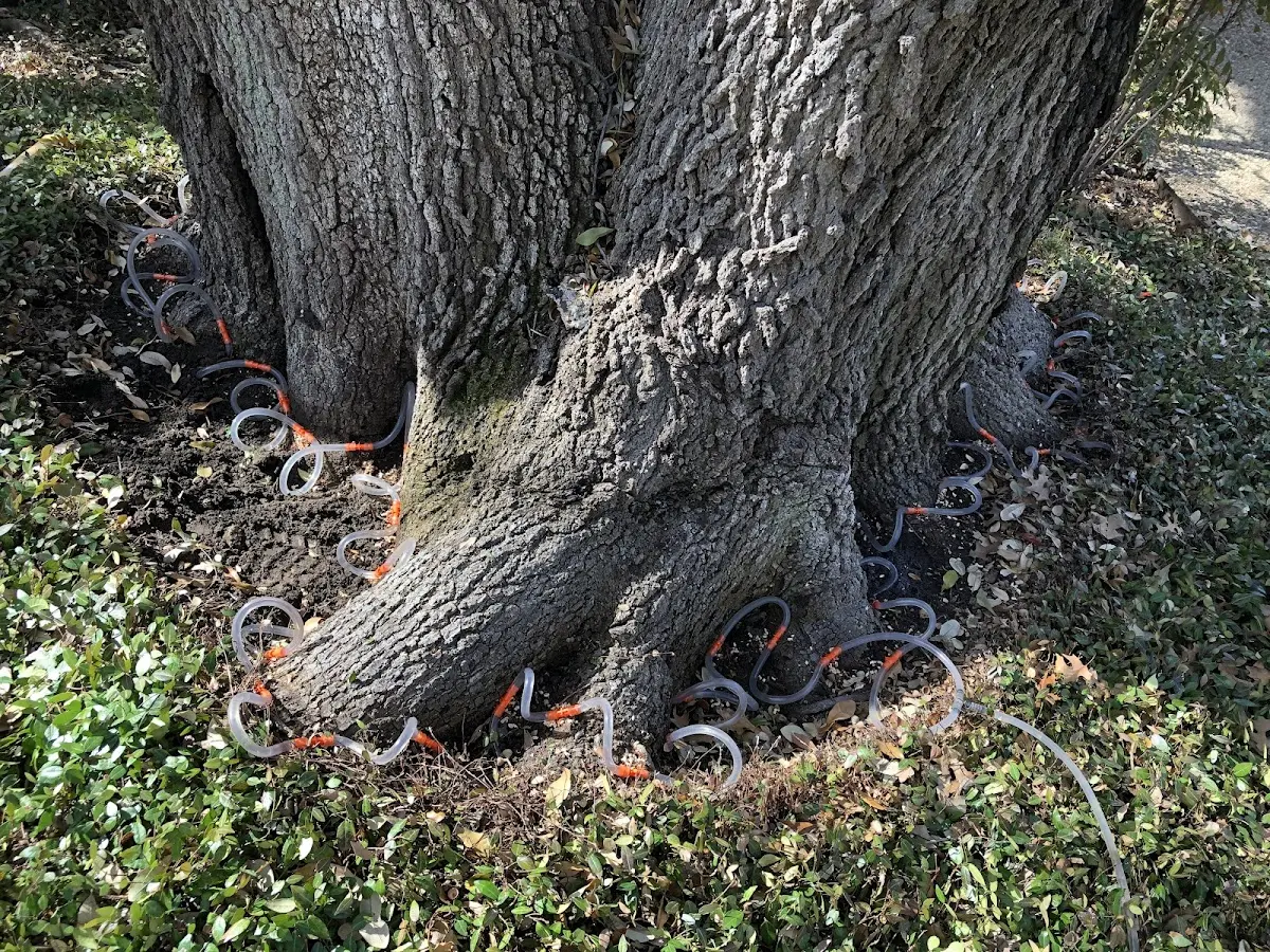 Detailed Tree Cabling and Bracing job site in Waunakee