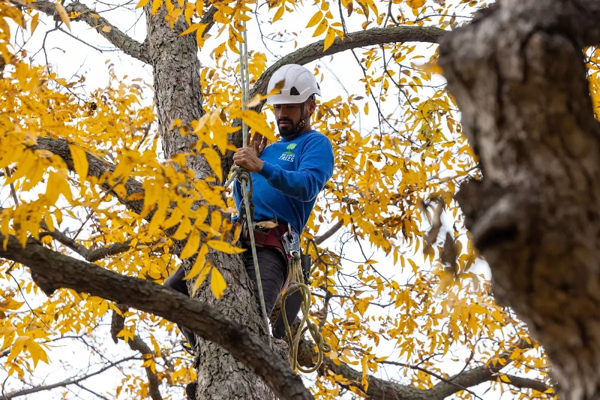 Skilled Tree Planting crew working in Waunakee